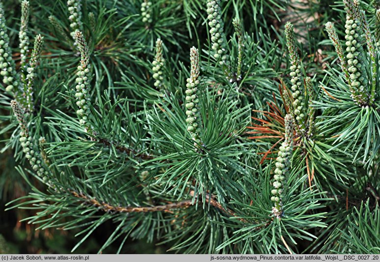 Pinus contorta var. latifolia