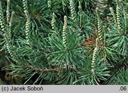 Pinus contorta var. latifolia