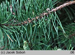 Pinus contorta var. latifolia