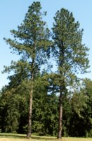 Pinus ponderosa