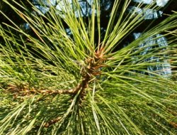 Pinus ponderosa