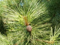 Pinus ponderosa