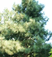 Pinus ponderosa