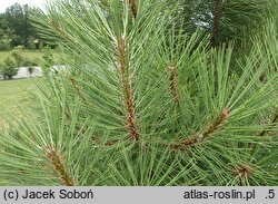 Pinus ponderosa Agnieszka
