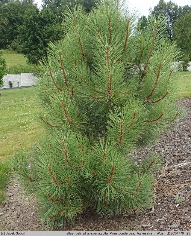 Pinus ponderosa Agnieszka