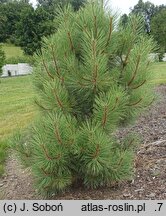 Pinus ponderosa Agnieszka