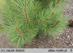 Pinus ponderosa Agnieszka