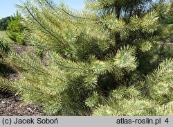 Pinus sylvestris Białogon