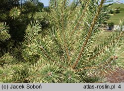 Pinus sylvestris Białogon