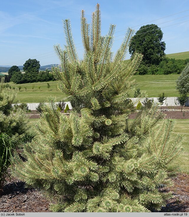 Pinus sylvestris Białogon