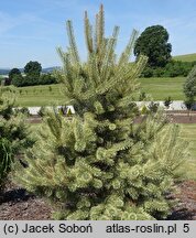 Pinus sylvestris Białogon