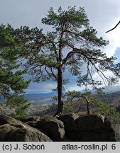 Pinus sylvestris (sosna zwyczajna)