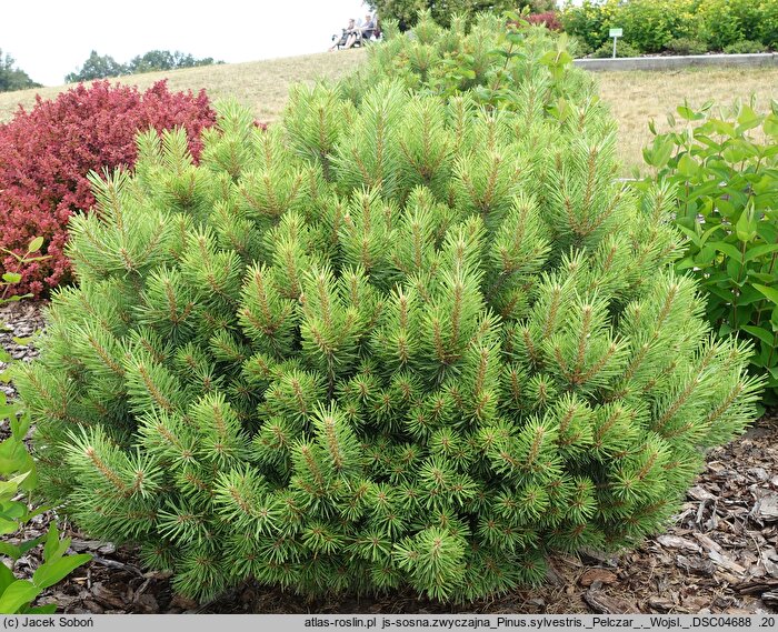 Pinus sylvestris Pelczar