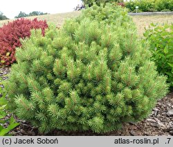Pinus sylvestris Pelczar