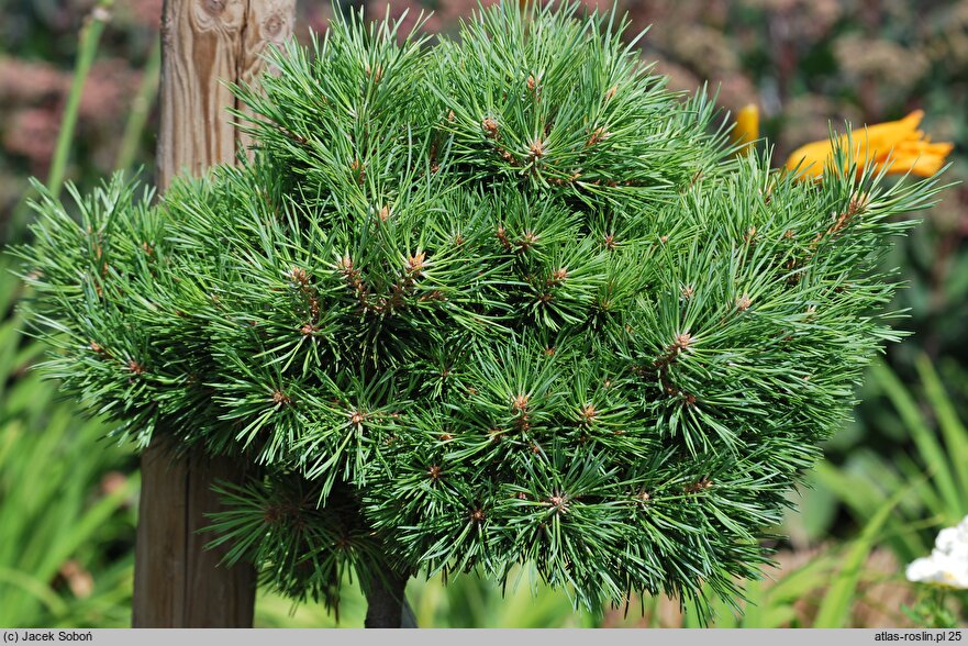 Pinus sylvestris Yin WB