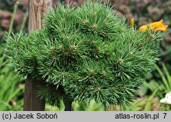 Pinus sylvestris Yin WB