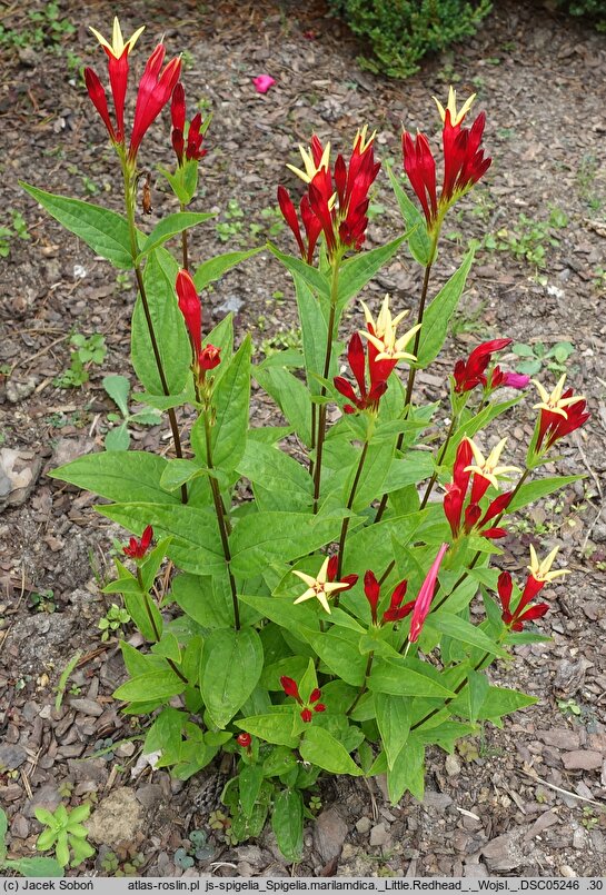 Spigelia marilandica