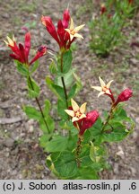 Spigelia marilandica