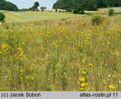 Senecio jacobaea (starzec jakubek)