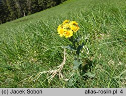 Senecio rivularis (starzec kędzierzawy)