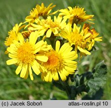 Senecio rivularis (starzec kędzierzawy)