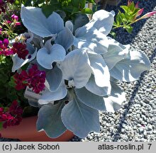 Senecio candicans Angel Wings