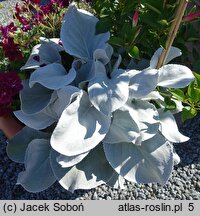 Senecio candicans Angel Wings