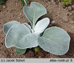 Senecio candicans (starzec srebrnolistny)