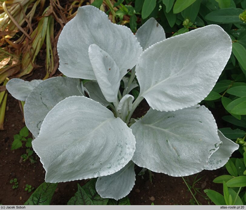 Senecio candicans (starzec srebrnolistny)