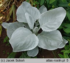 Senecio candicans (starzec srebrnolistny)