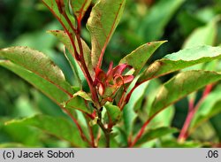 Stewartia serrata (stewarcja piłkowana)