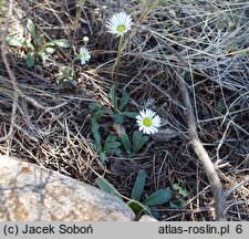 Bellis sylvestris (stokrotka leśna)