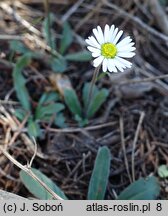 Bellis sylvestris (stokrotka leśna)