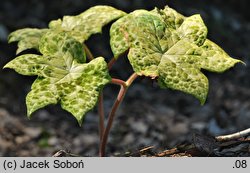 Podophyllum versipelle (stopowiec czarniawy)