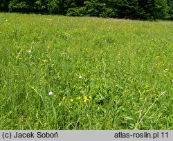 Traunsteinera globosa (storczyca kulista)