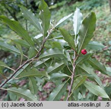 Stranvaesia davidiana (głogownik Dawida)