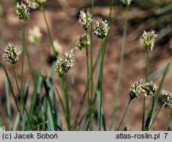 Koeleria vallesiana