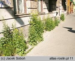 Sisymbrium loeselii (stulisz Loesela)