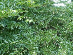 Styrax japonicus