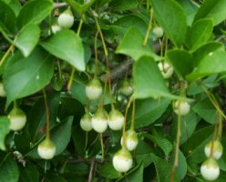 Styrax japonicus