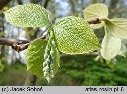 Styrax obassia (styrak okrągłolistny)