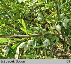 Lonicera alberti (suchodrzew Alberta)