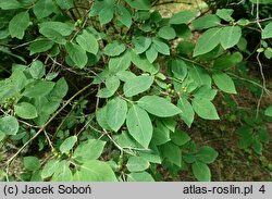 Lonicera morrowii (wiciokrzew Morrowa)