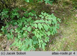 Lonicera morrowii (wiciokrzew Morrowa)