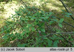 Lonicera ruprechtiana