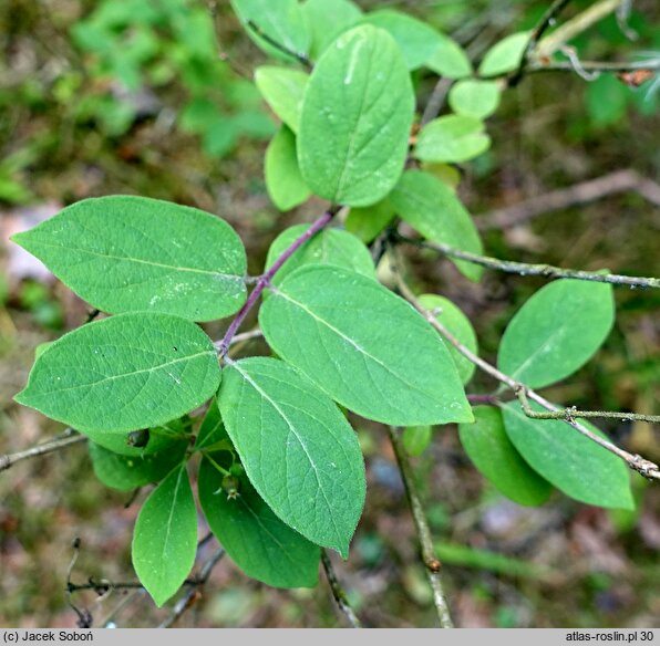 Lonicera ruprechtiana