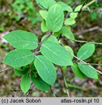 Lonicera ruprechtiana