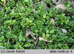 Lonicera crassifolia (wiciokrzew płożący)