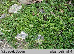 Lonicera crassifolia (wiciokrzew płożący)