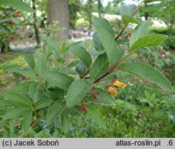 Lonicera involucrata (wiciokrzew skrytoowocowy)